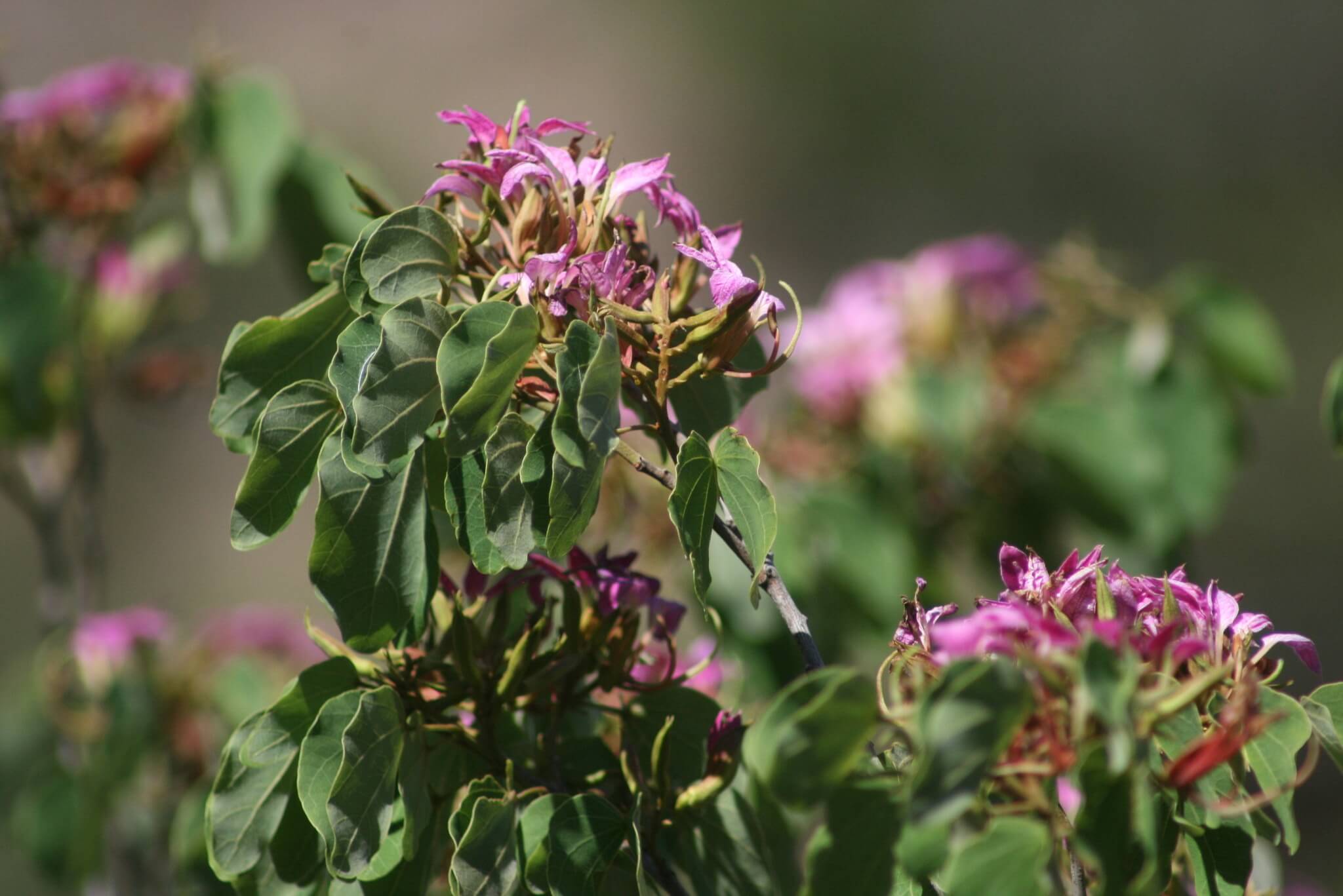 Bauhinia macranthera